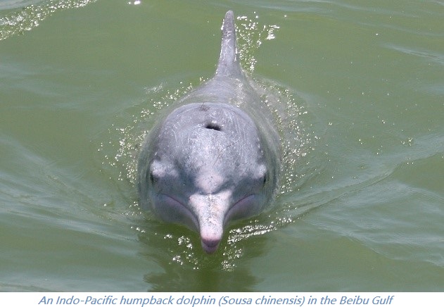 An Indo-Pacific humpback dolphin (Sousa chinensis) in the Beibu Gulf