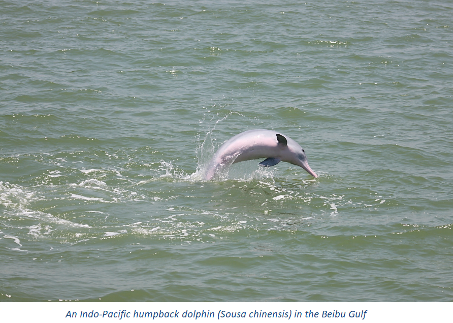 An Indo-Pacific humpback dolphin (Sousa chinensis) in the Beibu Gulf