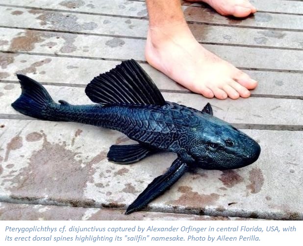 Pterygoplichthys cf. disjunctivus captured by Alexander Orfinger in central Florida, USA, with its erect dorsal spines highlighting its "sailfin" namesake. Photo by Aileen Perilla.