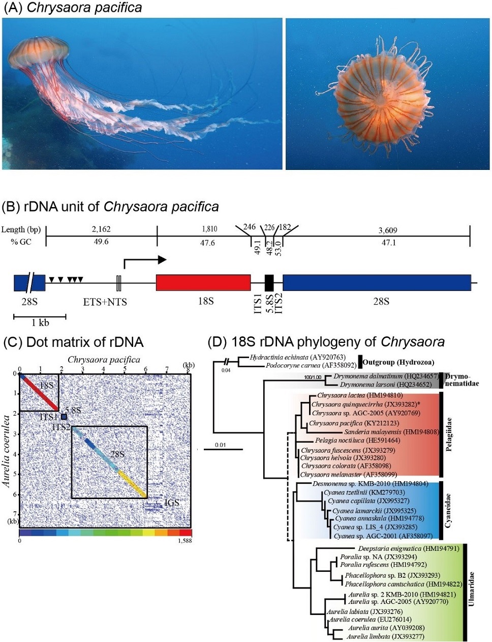Comprehensive analysis of jellyfish Chrysaora pacifica with complete rDNA Sequence