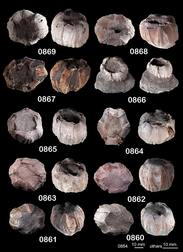Accumulations of Fossils of the Whale Barnacle Coronula bifida Bronn, 1831 (Thoracica: Coronulidae) Provides Evidence of a Late Pliocene Cetacean Migration Route through the Straits of Taiwan