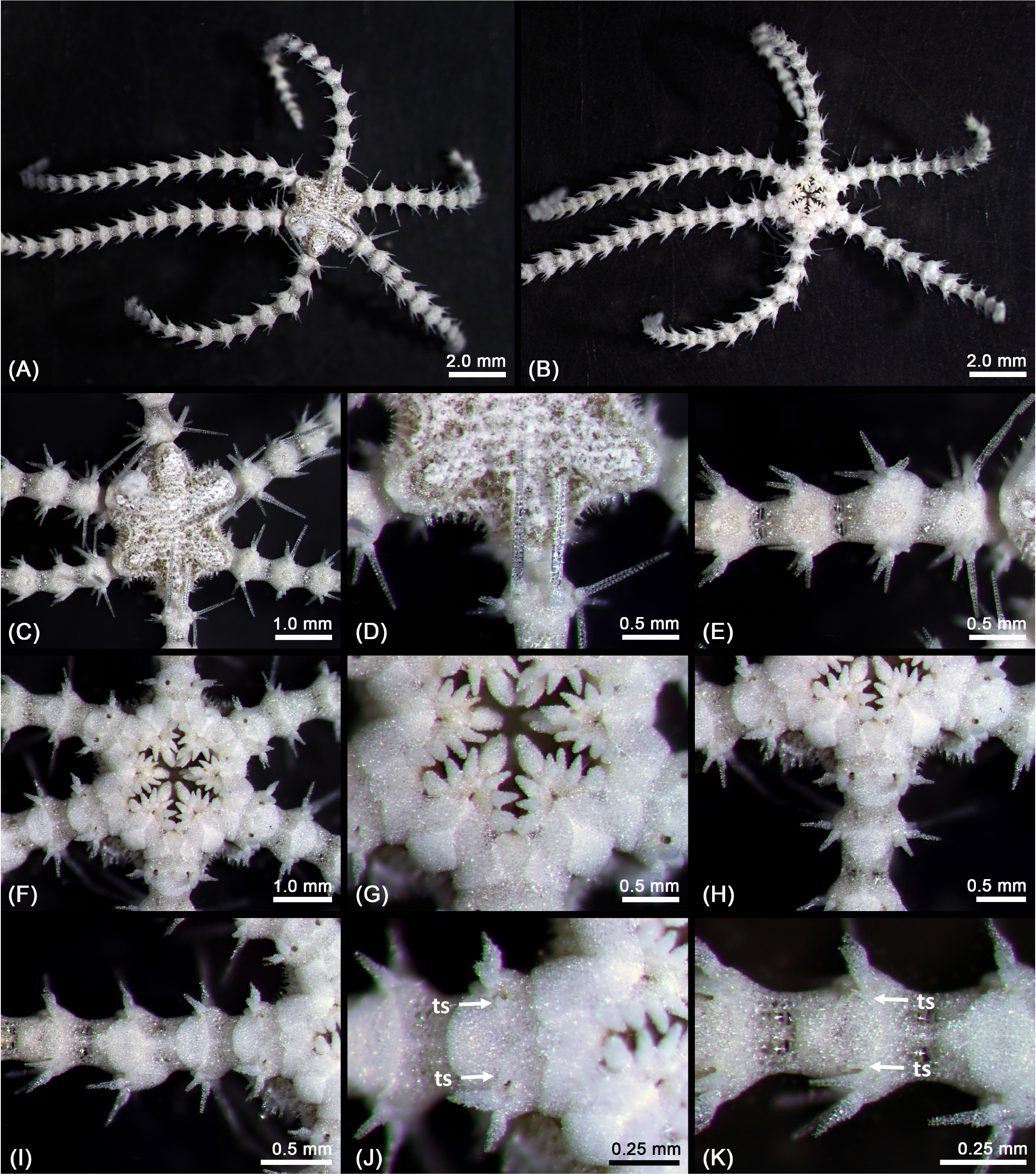 A New Fissiparous Brittle Star From Korea