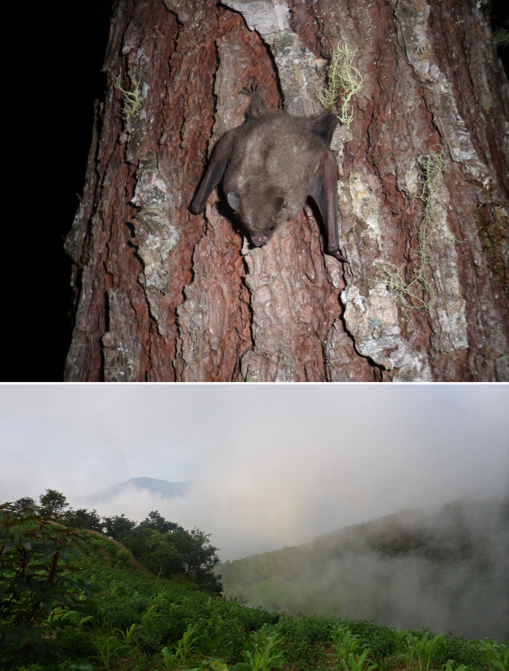 Phyllostomid Bats in Traditional Agriculture and Neotropical Montane Forests