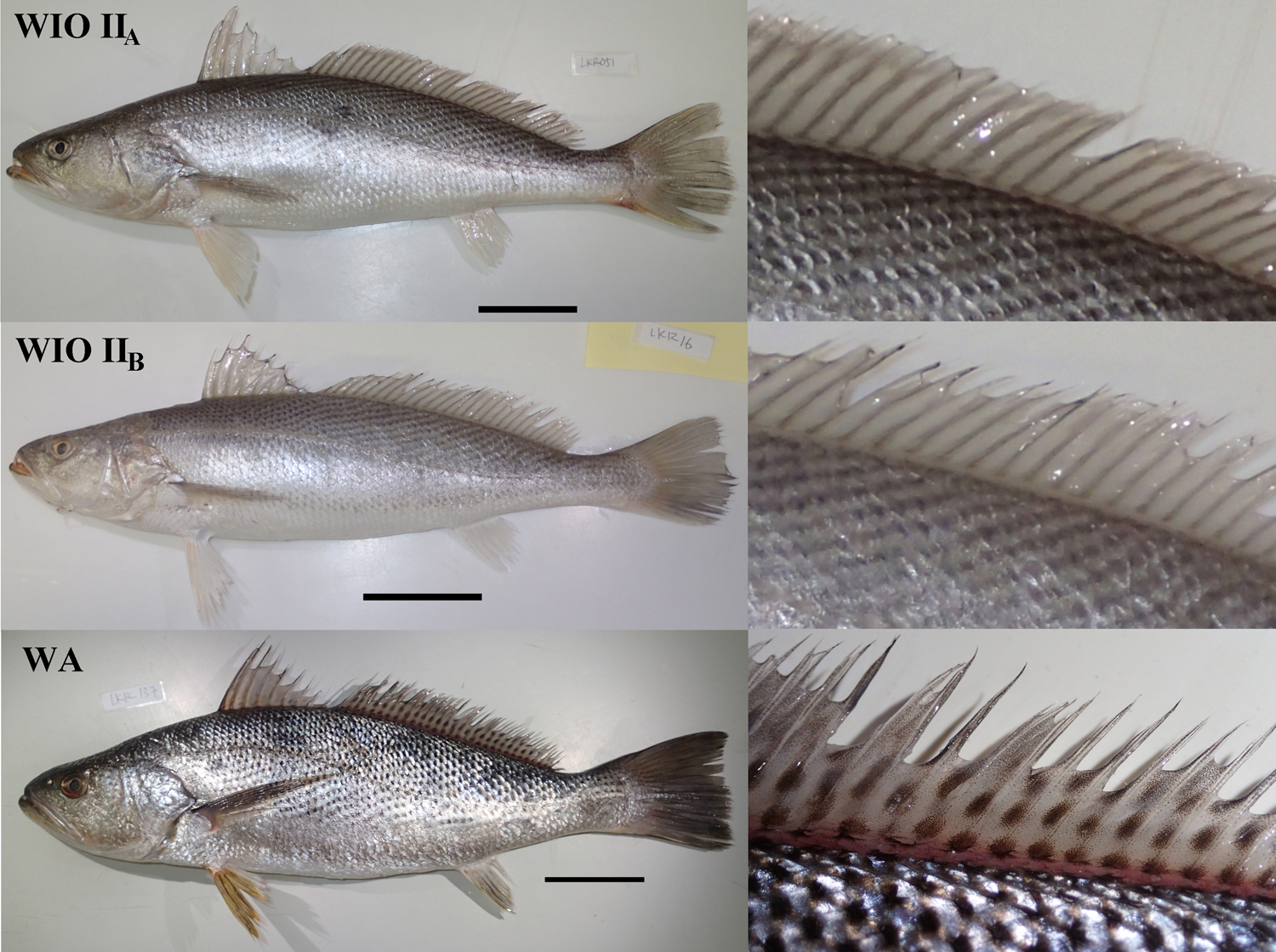 Delimit Tigertooth Croakers and Describe a New Species from the Western Arabian Gulf Using Integrative Approach