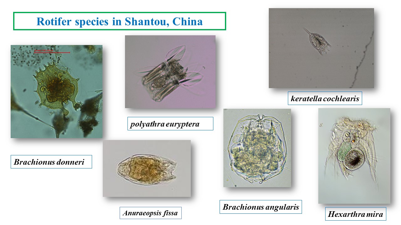 Rotifer species in Shantou, China