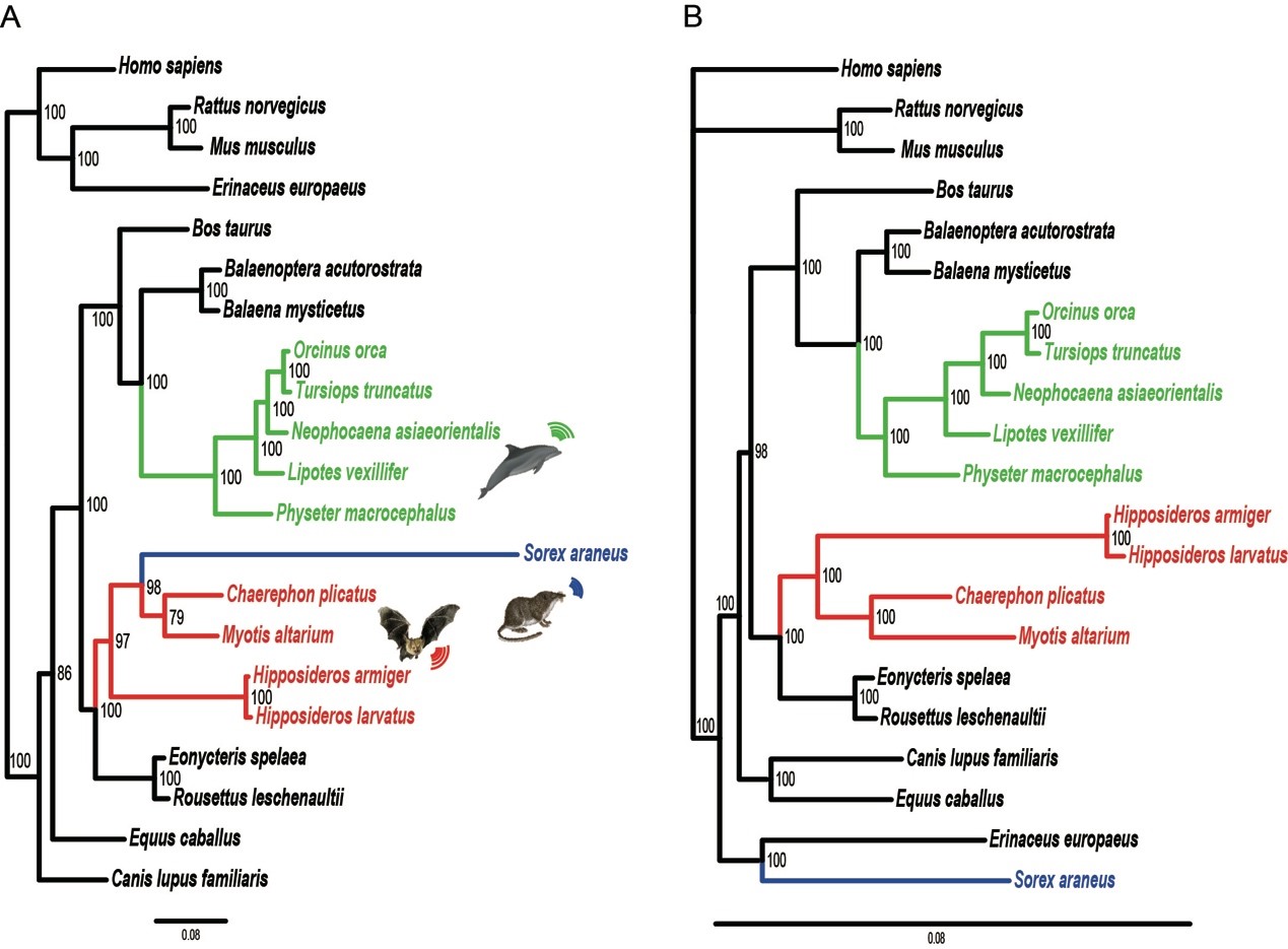 Convergence of echolocation in the common shrew