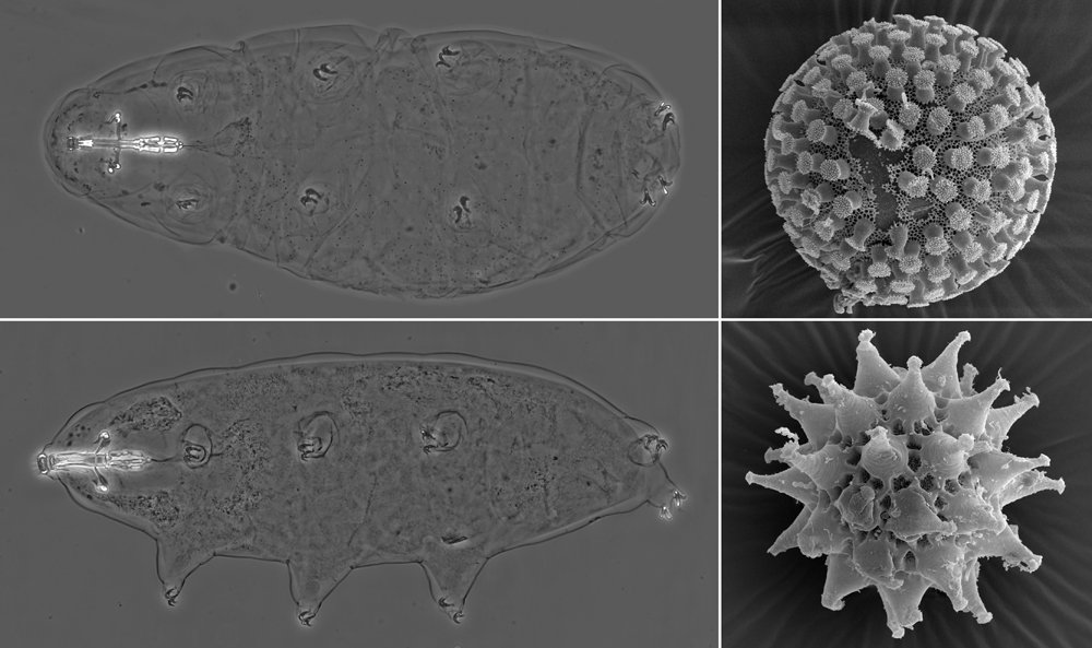 The Discovery of Two New Tardigrade Species from the Family Macrobiotidae