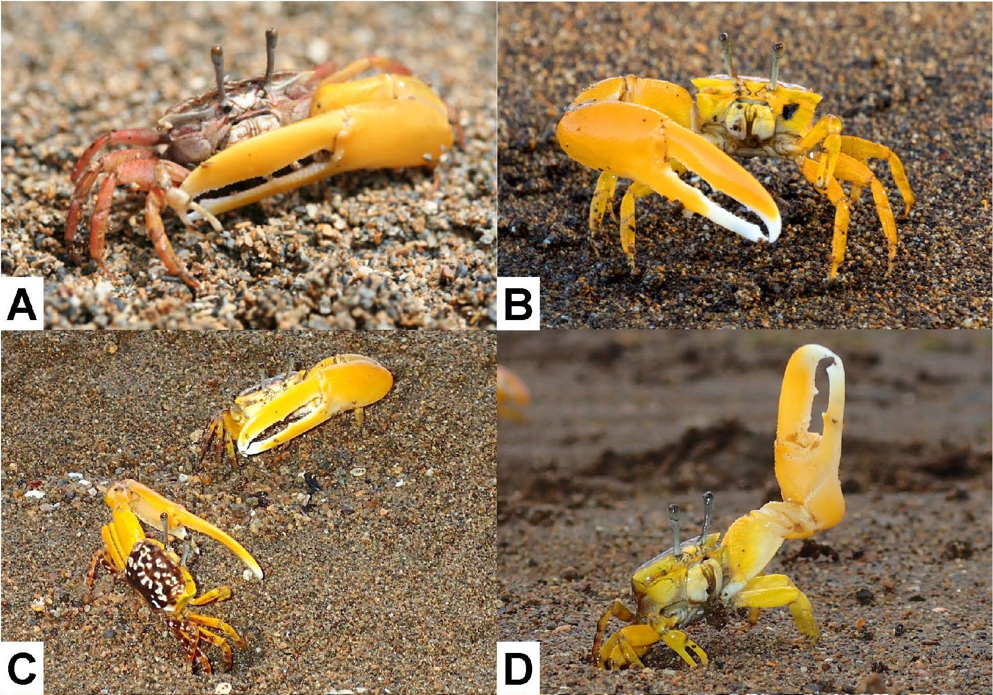 yellow crabs