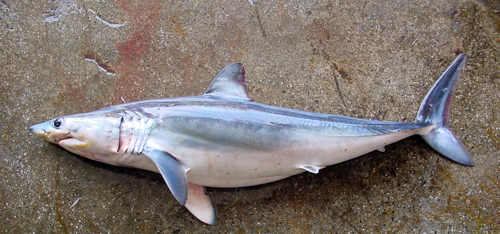 Isurus oxyrinchus as bycatch at Nanfangao Fishing Port