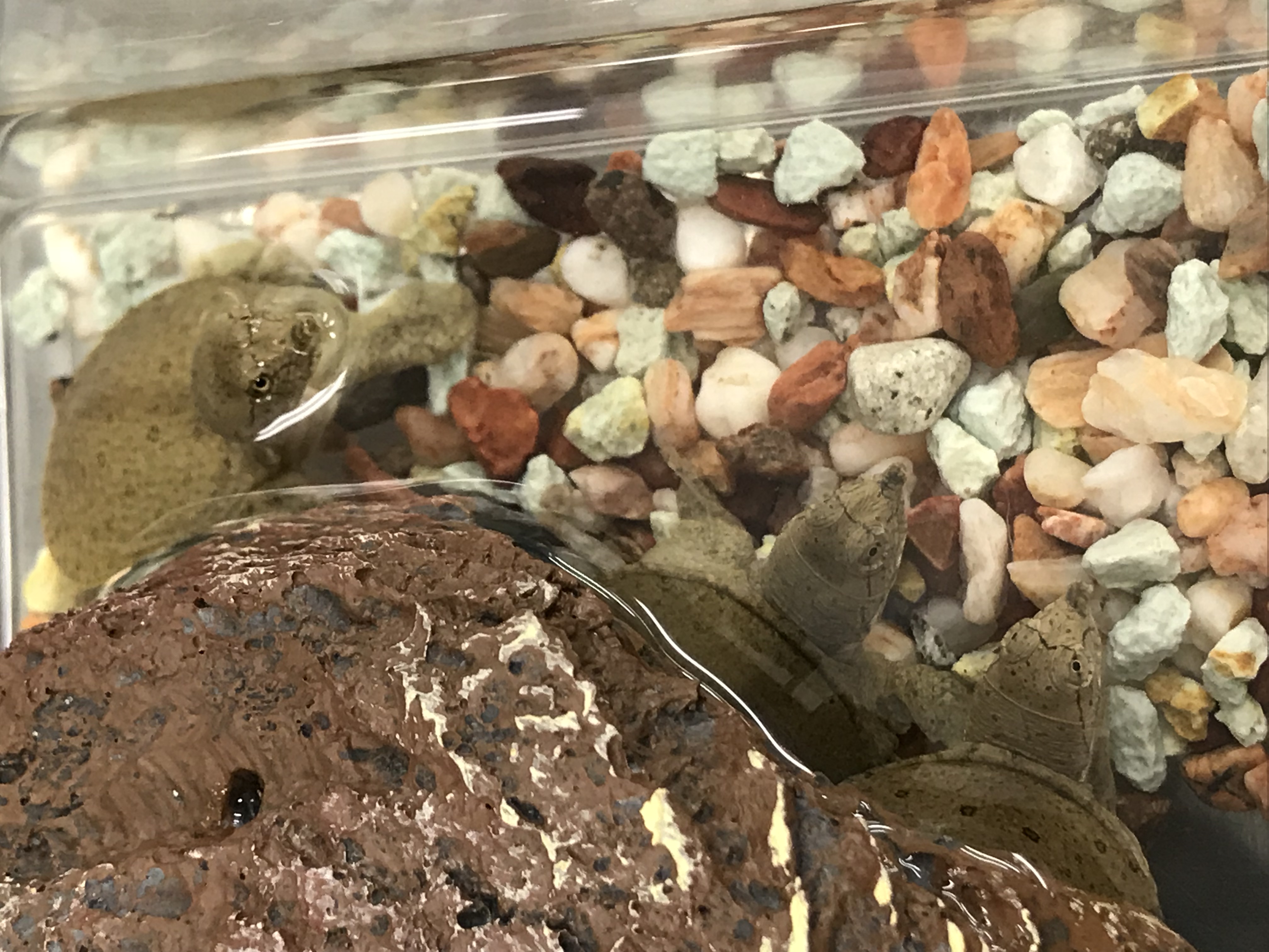 Chinese Soft-shelled Turtle