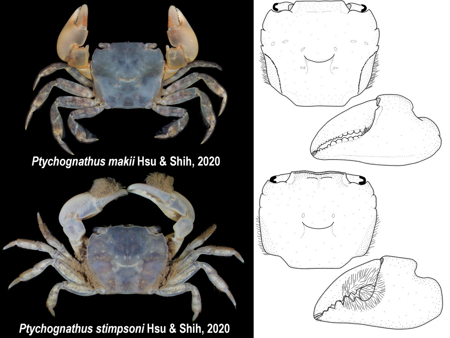 Ptychognathus