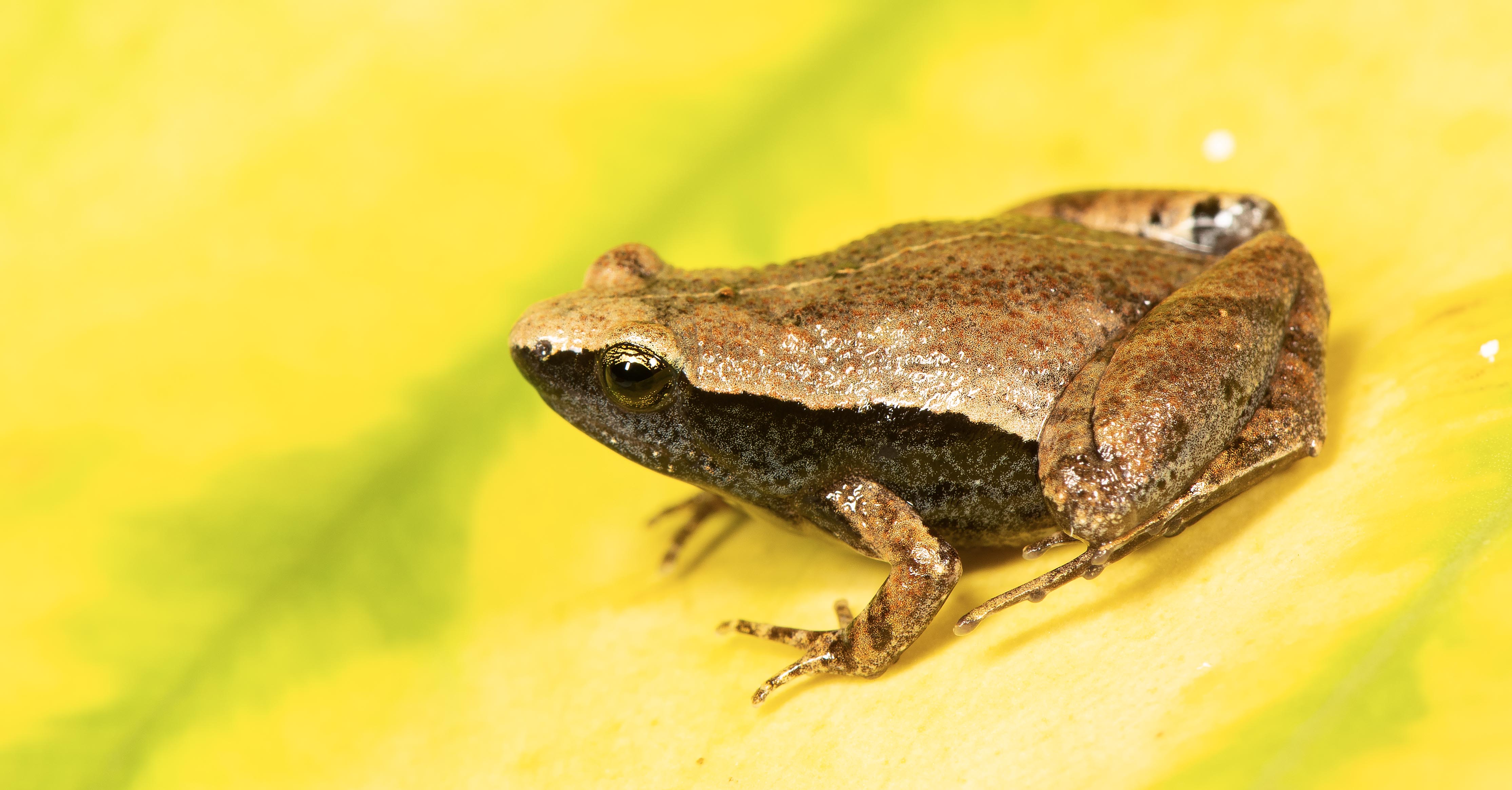 A New Frog Species Found Hidden in Plain Sight in Nicobar Islands