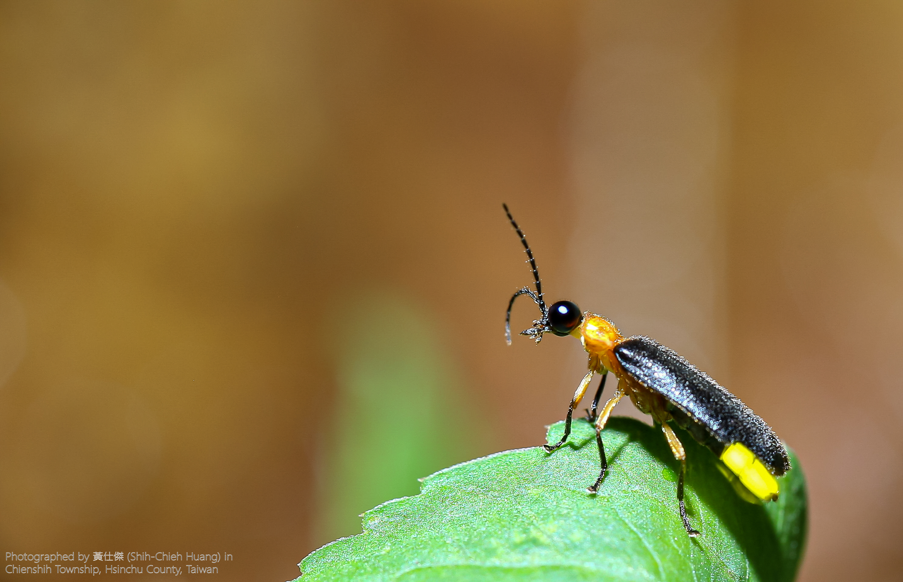 Abscondita_cerata_male